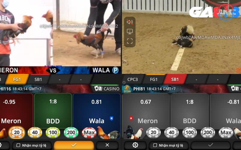 Cá cược đá gà online sẽ có ba cửa cược phổ biến