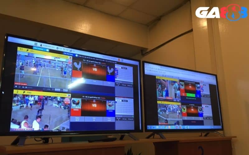 Các trận đá gà C1 Thomo đều được phát trực tiếp trên sóng livestream