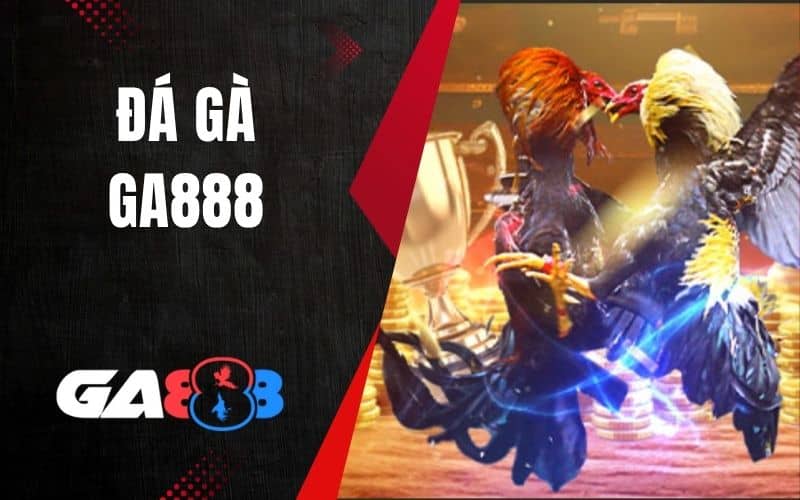 Đá gà GA888 cho phép người chơi theo dõi và đặt cược