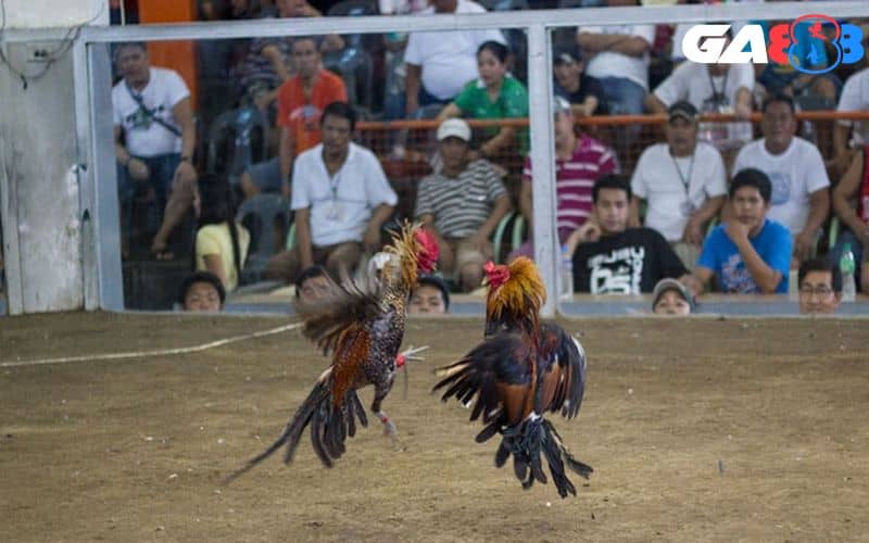 Đá gà cựa dao Philippines là hình thức đá gà C1 hấp dẫn