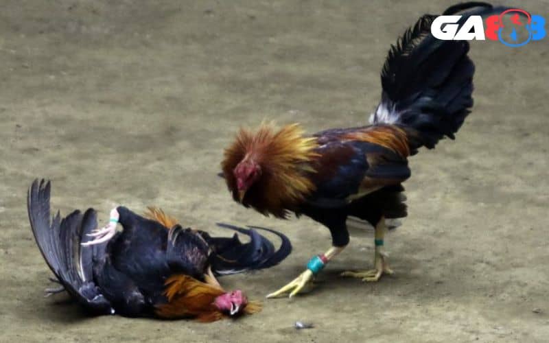 Đá gà cựa dao là hình thức thi đấu kịch tính