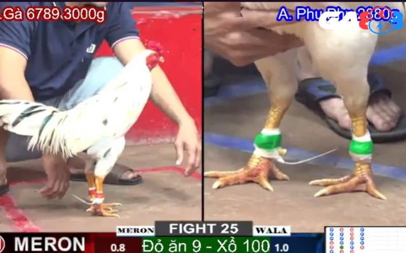 Đá gà online C1 là một giải đấu đá gà có quy mô lớn, chuyên nghiệp