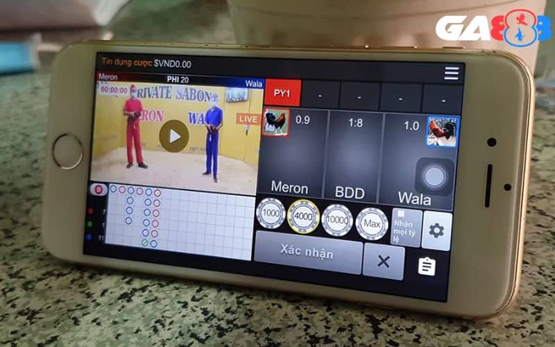 Đá gà online anh em theo dõi trận đấu trực tiếp trên điện thoại di động