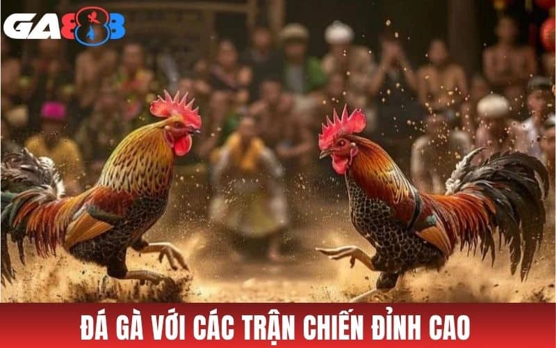 Đá gà tại GA888 cung cấp nhiều trận đấu đỉnh cao