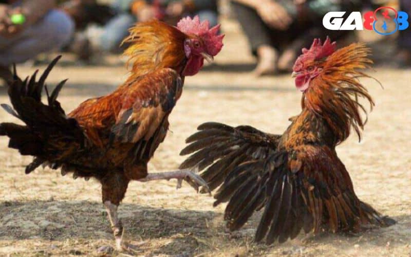 Đá gà trực tiếp C1 đảm bảo tính minh bạch và an toàn cho bet thủ