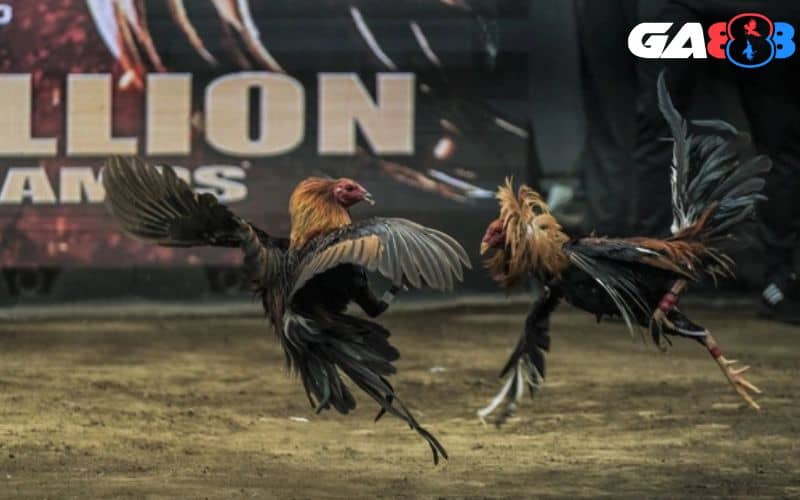 Mỗi giống gà cựa dao sẽ có cách tấn công và né đòn riêng