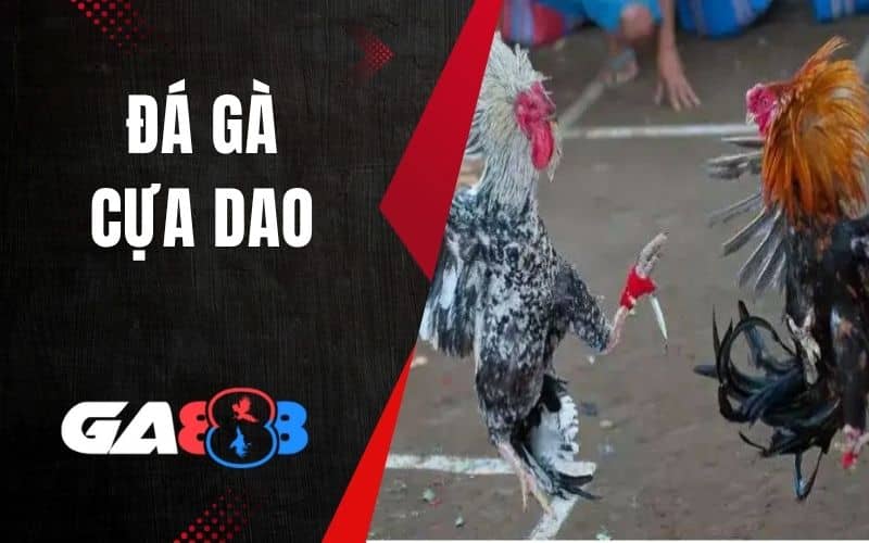 Đá Gà Cựa Dao